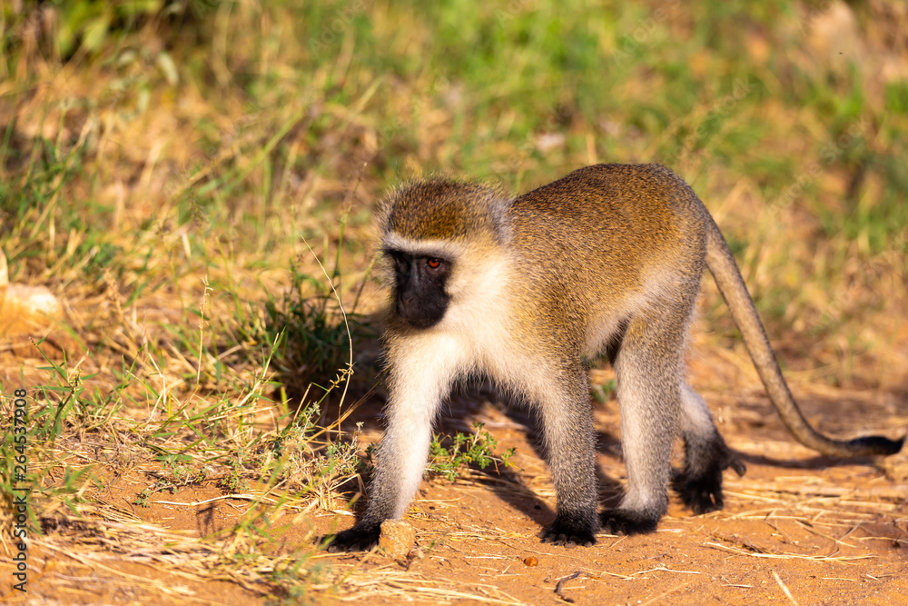 A monkey walks between the grass on the ground
