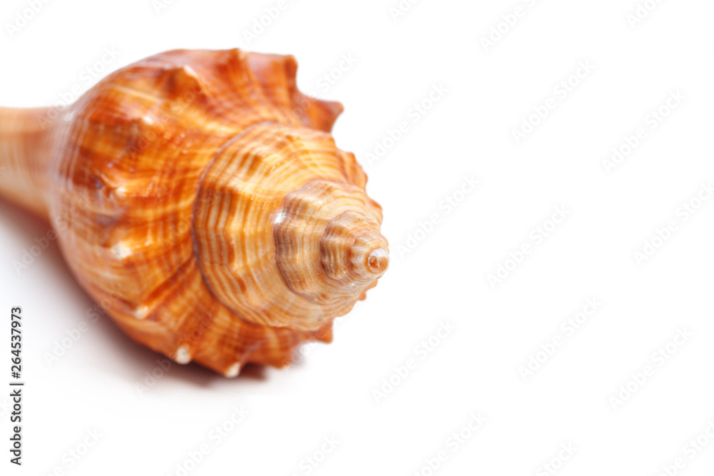 Sea shell on white background