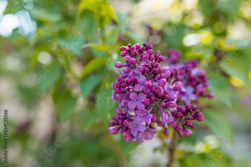 Macro image of spring lilac violet flowers  floral background