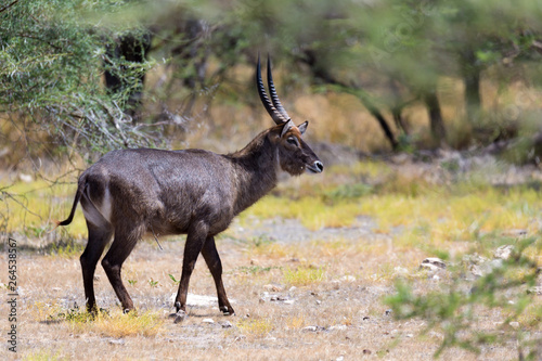 Antelope in the middle of the savannah of Kenya