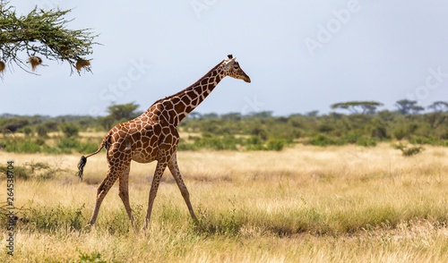 Giraffe walk through the savannah between the plants
