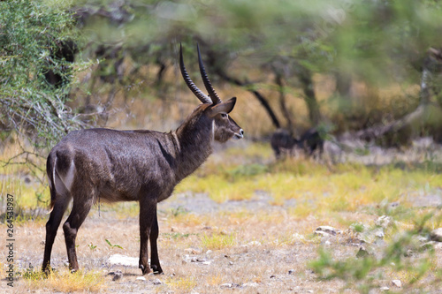 Antelope in the middle of the savannah of Kenya © 25ehaag6
