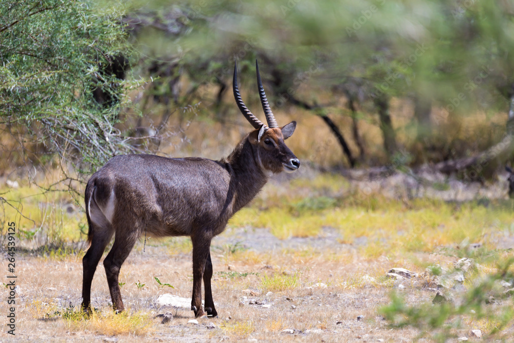 Antelope in the middle of the savannah of Kenya