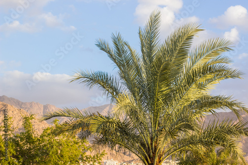 African tropic scenic landscape palm tree foreground and sand stone bare mountain background 