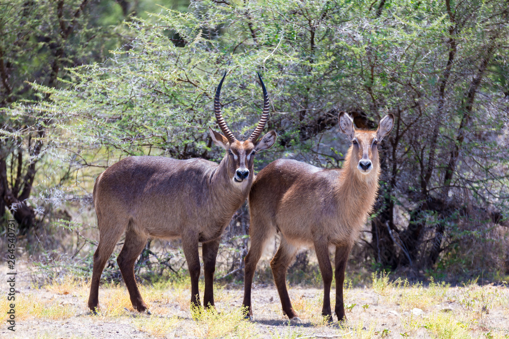 Antelope in the middle of the savannah of Kenya