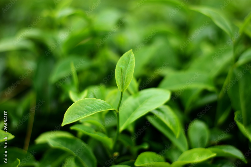 Isolated green Tea bud on tea field Isolated green Tea bud on tea field