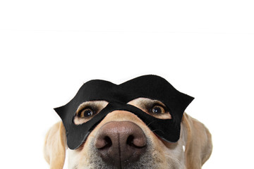CLOSE-UP DOG SUPER HERO COSTUME. LABRADOR RETRIEVER WEARING A BLACK MASK AND A CAPE.  CARNIVAL OR HALLOWEEN HOLIDAY. ISOLATED STUDIO SHOT AGAINST WHITE BACKGROUND.