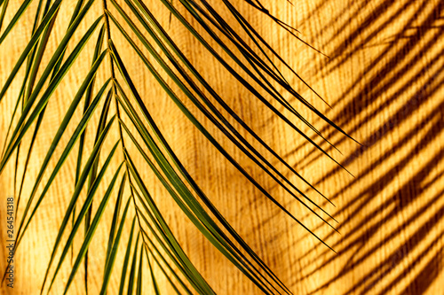 Palm branches in the sun with shadow on the colorful background. Summer background.