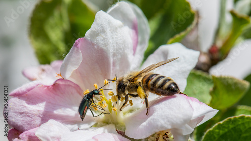 Käfer und Biene teilen eine Apfelblüte