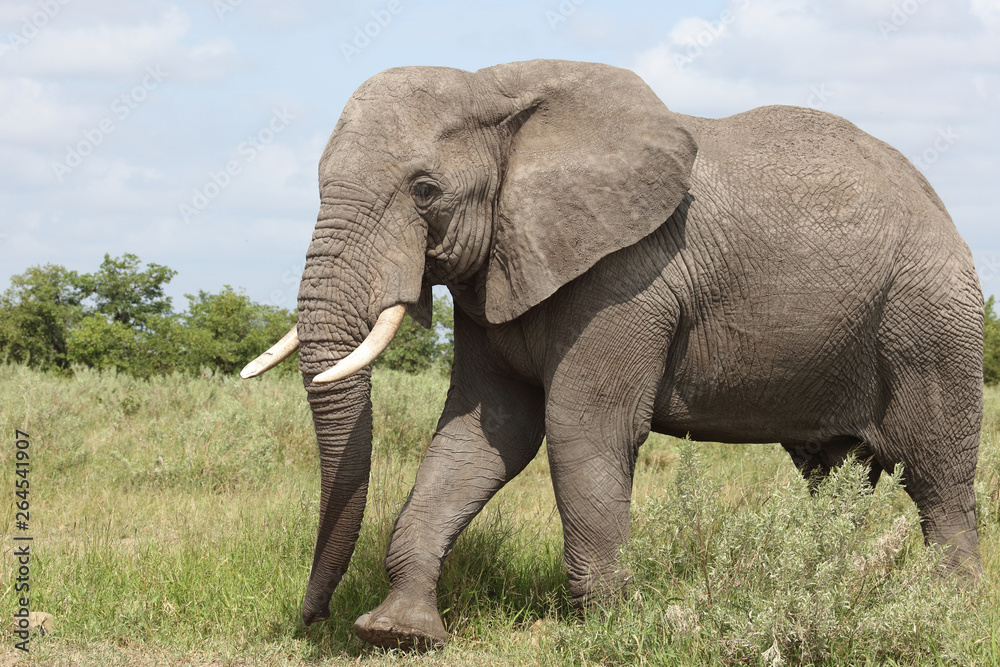 Fototapeta premium Afrikanischer Elefant / African elephant / Loxodonta africana