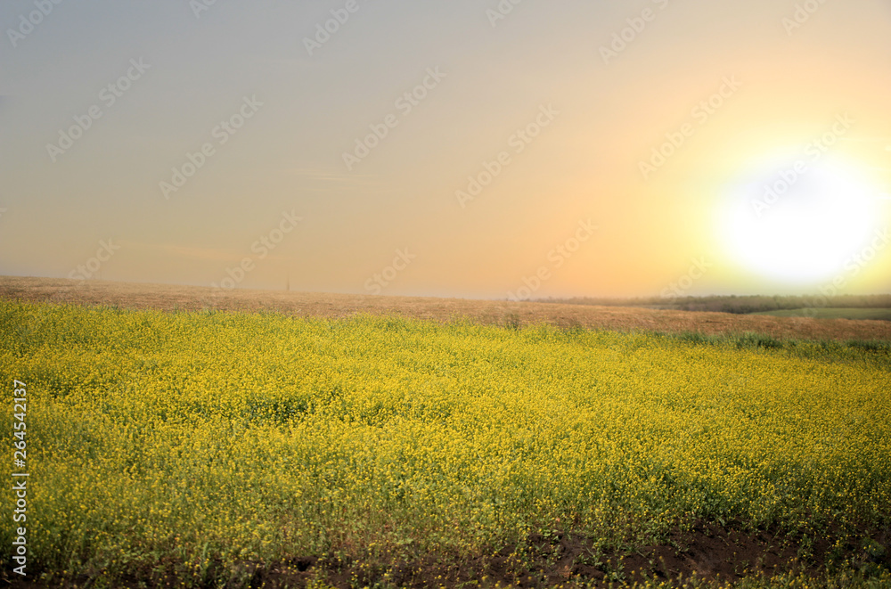 Beautiful landscape of agricultural fields of Russia at sunset. Rapeseed field in summer, blooming rapeseed flowers. Bright yellow rapeseed oil. Blooming canola.