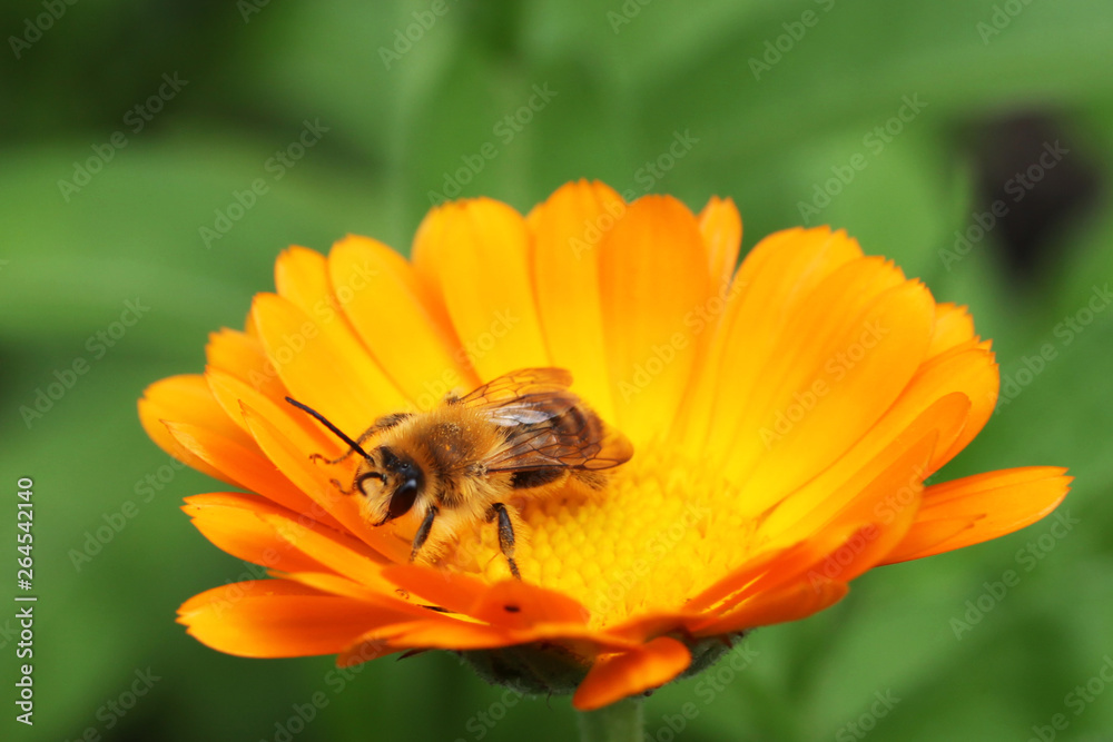 Bee on the yellow flower, collecting nectar. Shallow depth-of-field. Bee on the yellow flower, collecting nectar. Shallow depth-of-field.