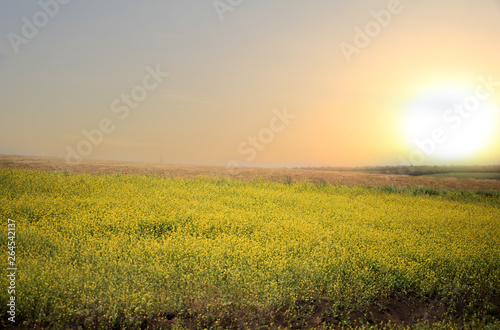 Beautiful landscape of agricultural fields of Russia at sunset. Rapeseed field in summer  blooming rapeseed flowers. Bright yellow rapeseed oil. Blooming canola.