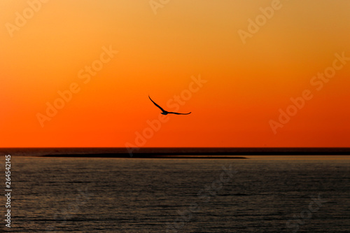 Silhouette of a seagull flying over the sea at sunset with reverse light. Old Phocaea , Izmir / Turkey.