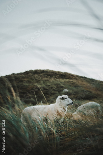 Sheep between dunes at the stormy coast