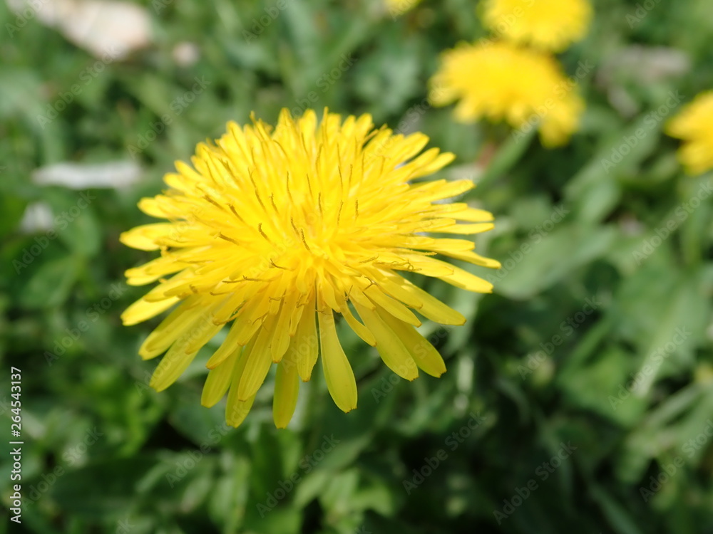 yellow dandelion blooming in spring grass yellow dandelion blooming in spring grass