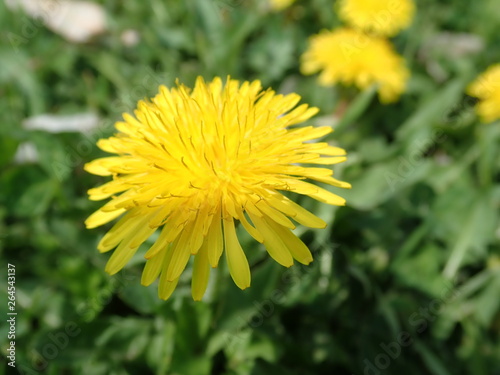 yellow dandelion blooming in spring grass