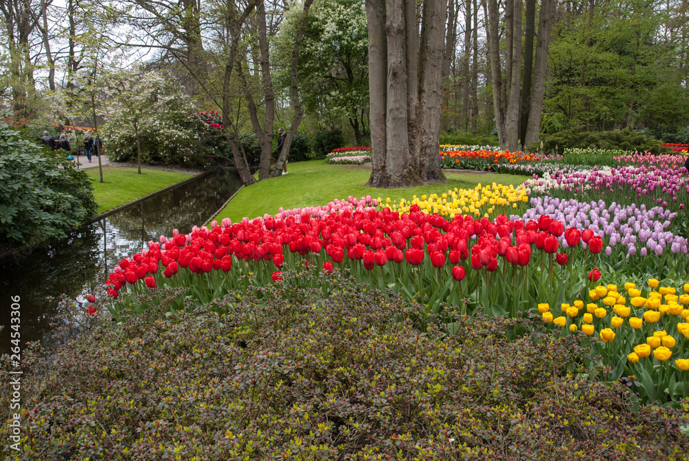 Colorful flowers in the Keukenhof Garden in Lisse, Holland, Netherlands. Colorful flowers in the Keukenhof Garden in Lisse, Holland, Netherlands.
