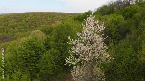 Aerial view to Sprouted tress photo