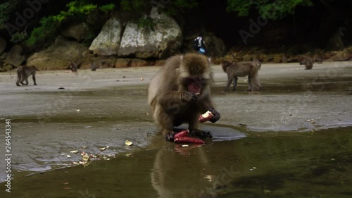 イモを洗って食べるニホンザル