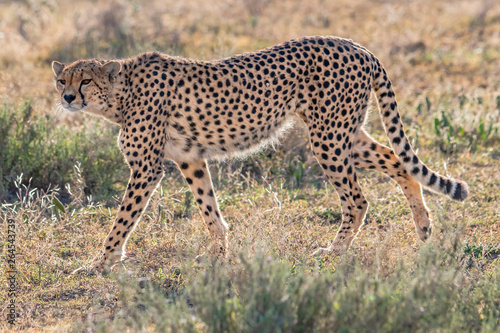 Cheetah walking on the ground 