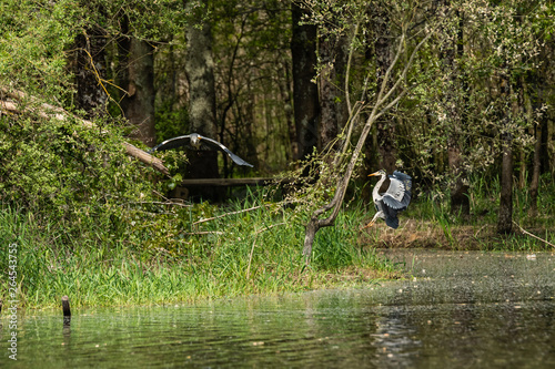 Deux hérons en vol photo