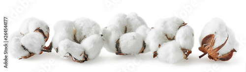 Row of cotton flowers on white background