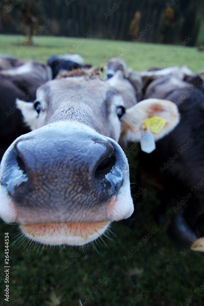 Fototapeta premium Kuh