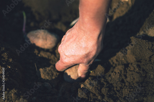 Hand planting potatoes in the ground. Harvesting vegetables in the spring. Organic production.