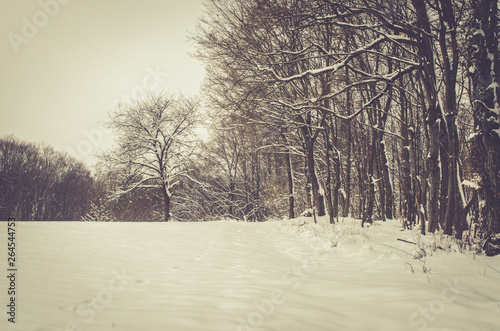 Snow falling in a forest