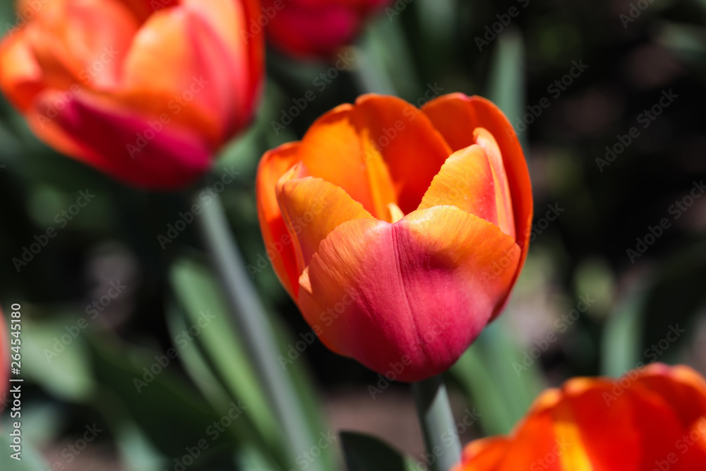 Fototapeta premium Beautiful bouquet of tulips nature background.