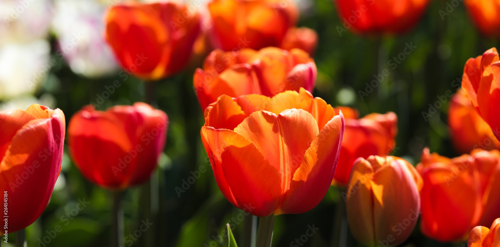 Fototapeta premium Beautiful bouquet of tulips nature background.
