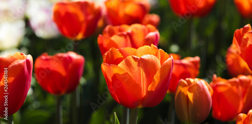 Beautiful bouquet of tulips nature background.