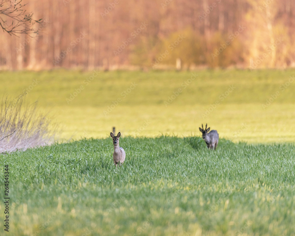 Two roe deer in meadow during evening. Two roe deer in meadow during evening.