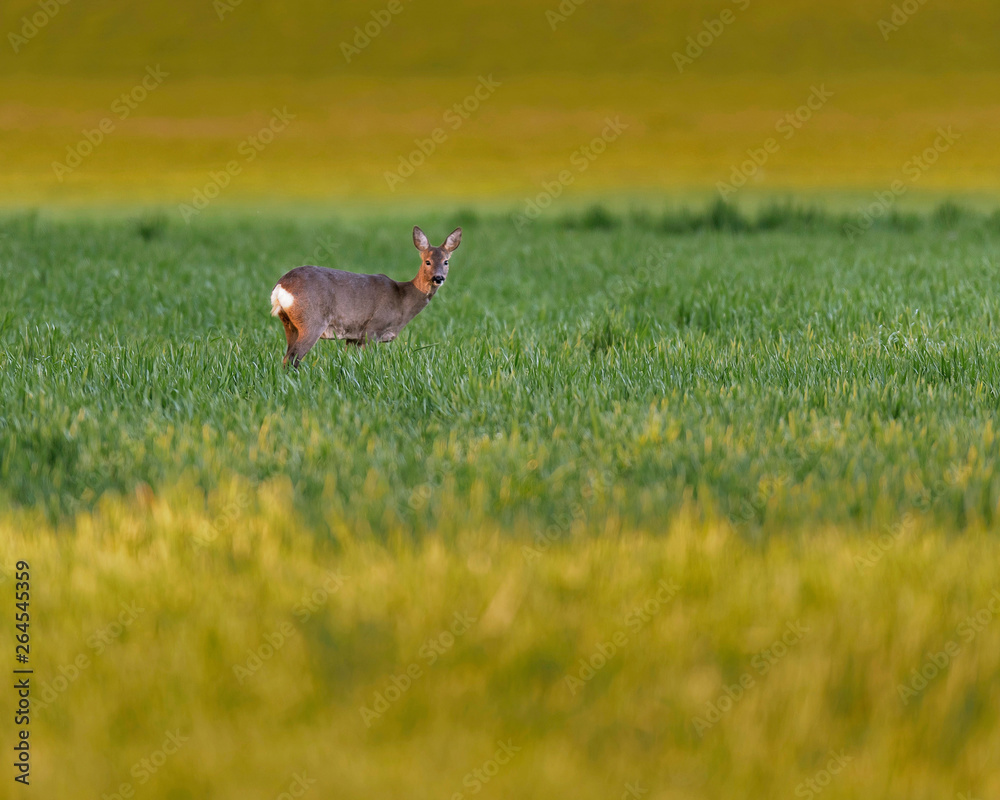 Young roe deer feeding in meadow at dusk. Young roe deer feeding in meadow at dusk.