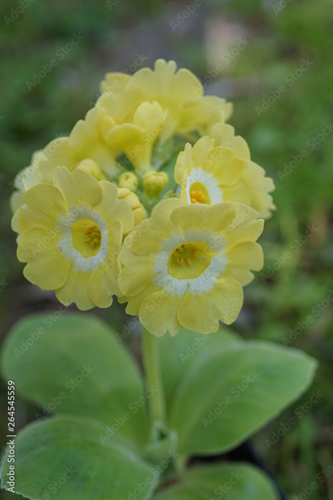 Primula auricula Lucy Locket Primula auricula Lucy Locket