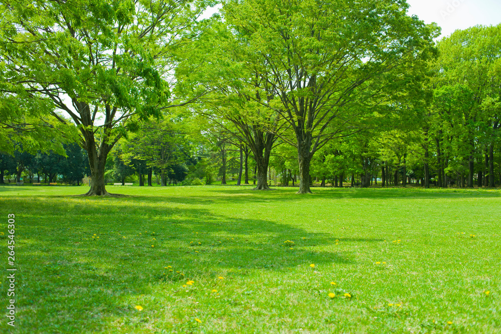 Obraz premium Green park 