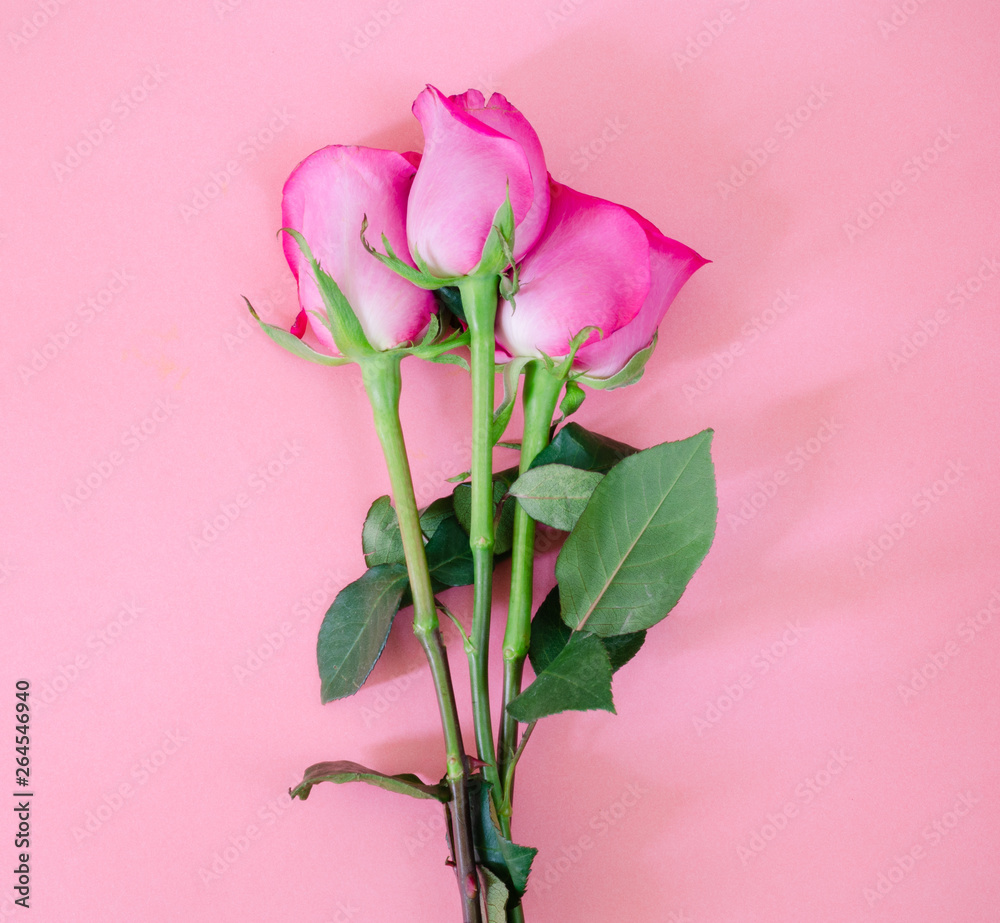 Three roses on pink background. Top view.