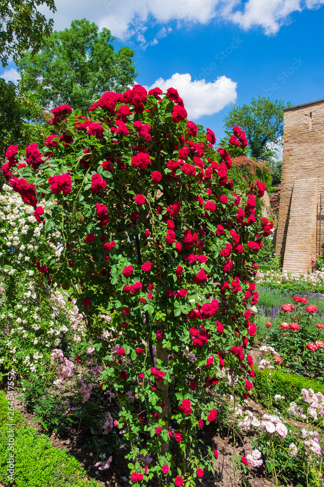 Fototapeta premium Rot blühender Rosenbusch