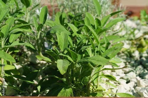 Close up of green leaves of herb in flowerbed