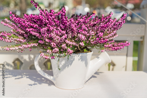 Schilderij op canvas Beautiful blooming purple Erica darleyensis or heather in white ceramics pot in shape of watering can on white table