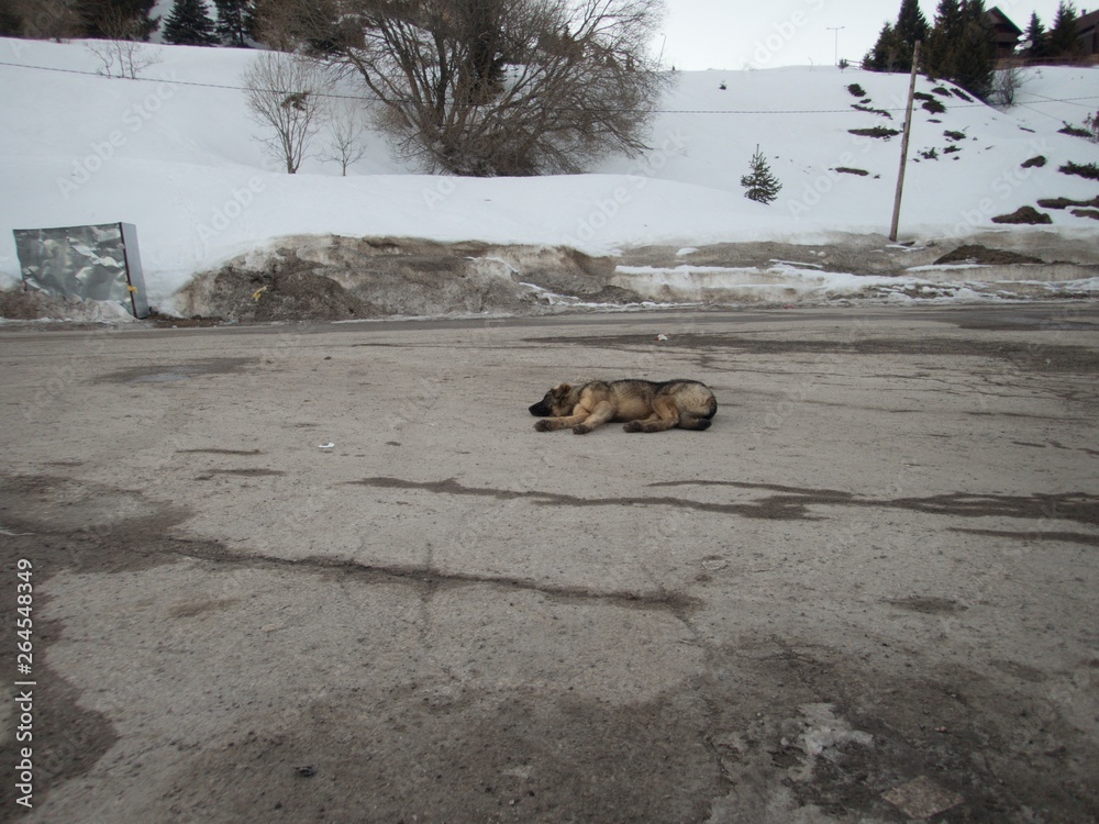 Fototapeta premium young wild dog on a street