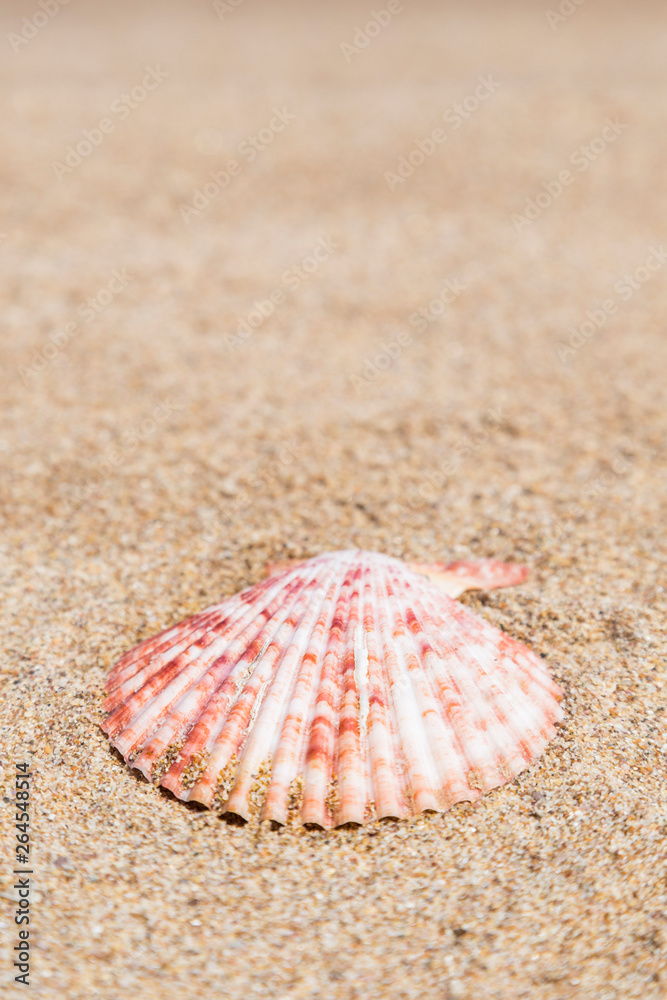 Closeup of a seashell on a sandy beach
