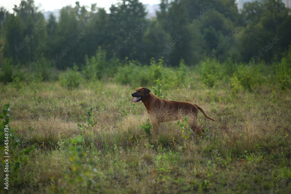 Side view at a rhodesian ridgeback for a walk outdoors on a field Side view at a rhodesian ridgeback for a walk outdoors on a field
