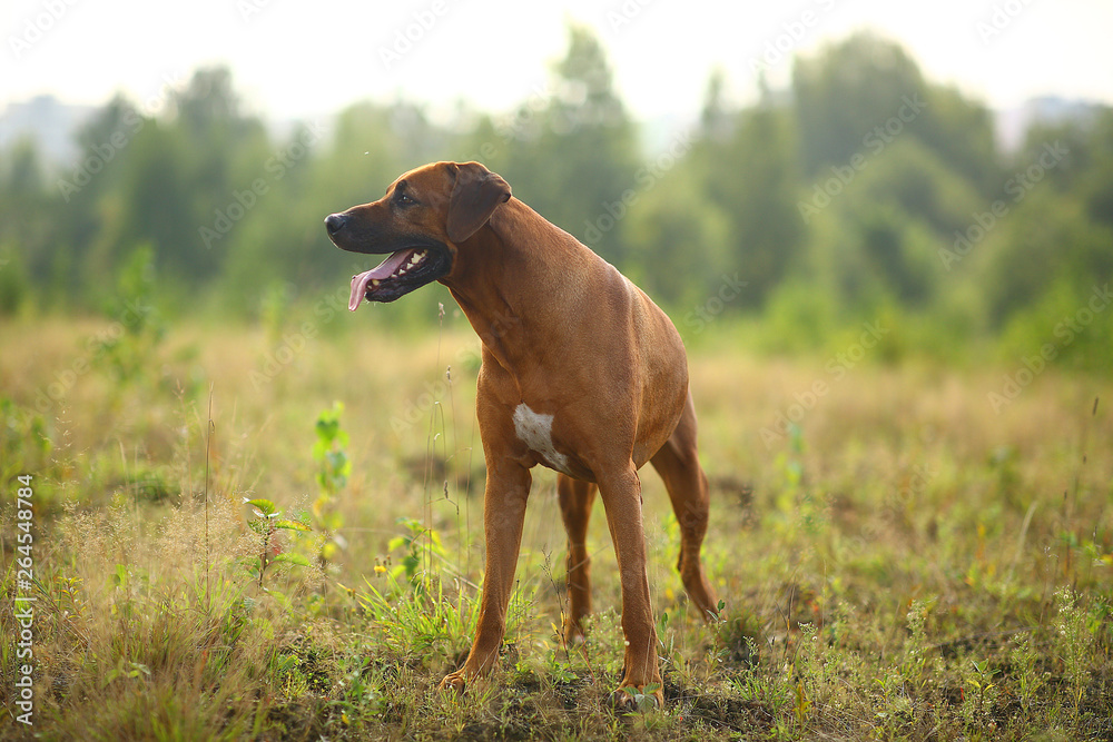 Side view at a rhodesian ridgeback for a walk outdoors on a field Side view at a rhodesian ridgeback for a walk outdoors on a field