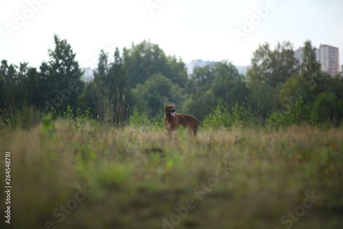 Fototapeta Naklejka Na Ścianę i Meble -  Side view at a rhodesian ridgeback for a walk outdoors on a field
