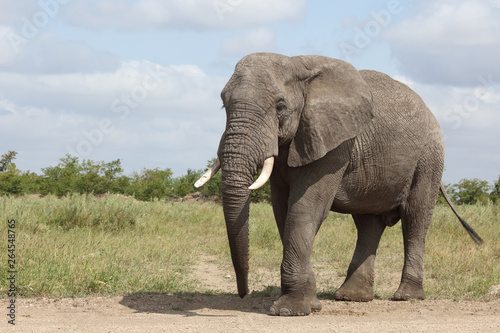 Afrikanischer Elefant / African elephant / Loxodonta africana