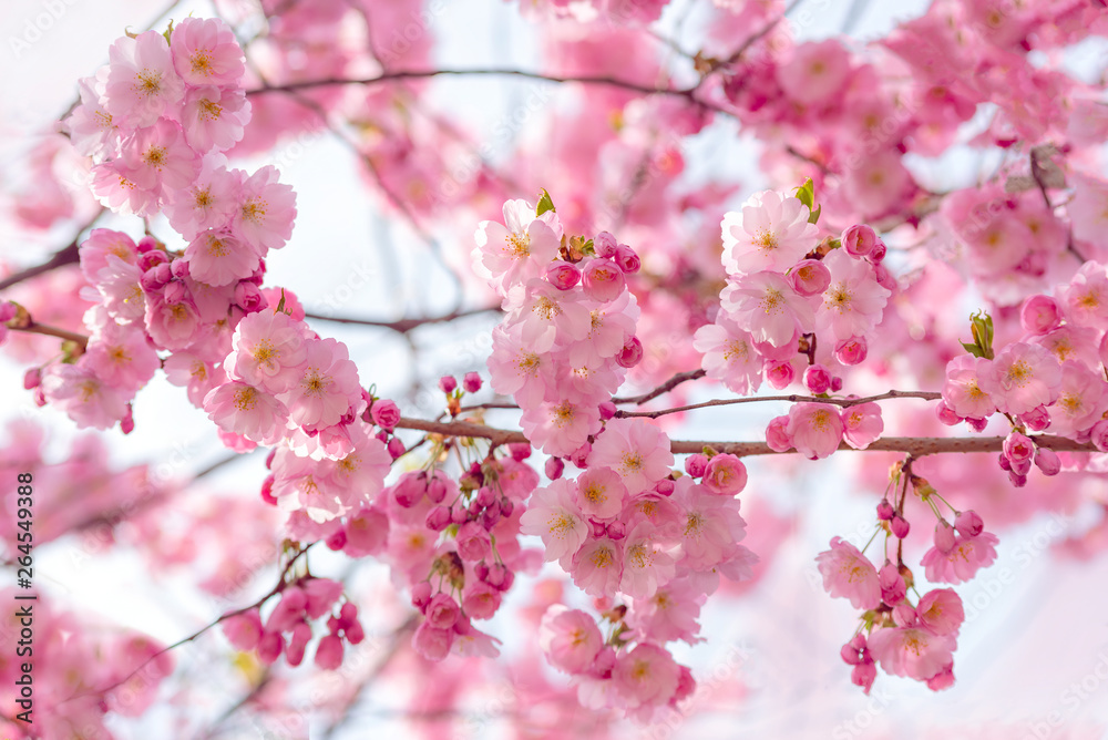 Sakura blossom. Sakura blossom.