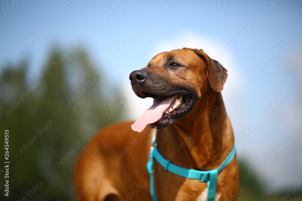 Side view at a rhodesian ridgeback for a walk outdoors on a field Side view at a rhodesian ridgeback for a walk outdoors on a field