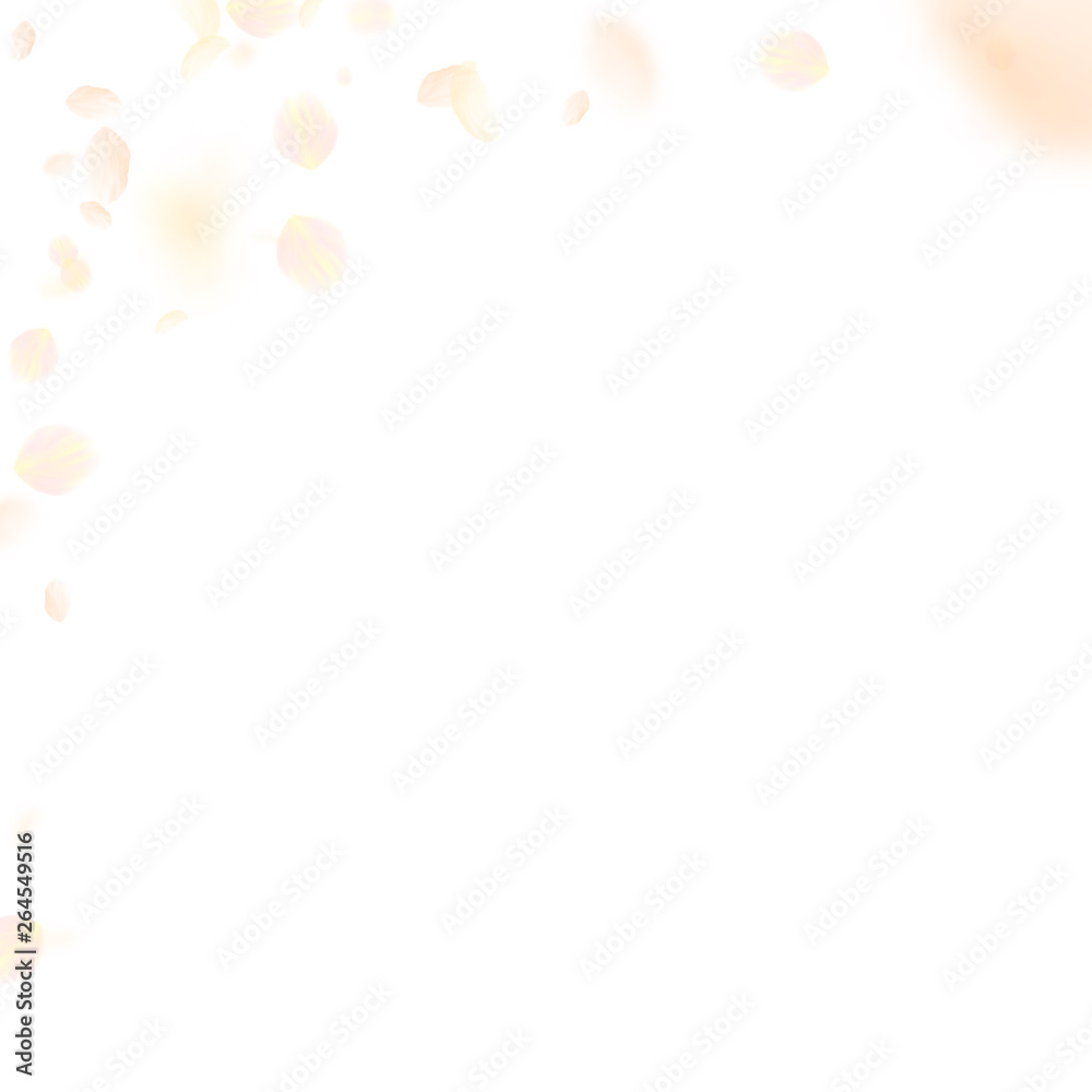 Yellow orange flower petals falling down. Popular Yellow orange flower petals falling down. Popular